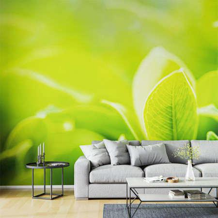 Design-Wandbespannung Grüne Blätter