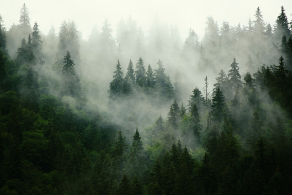 Druckmotiv Mystischer Wald